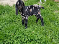 Kozioł, Kamori goats — zdjęcie 1