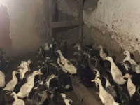 Ducks — zdjęcie 1