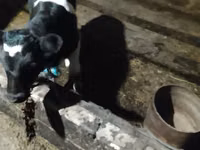 Buğa, Russian Black pied cattle — foto 1