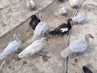 Ducks — الصورة 1