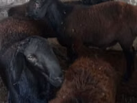 Bélier, Moutons — photo 1
