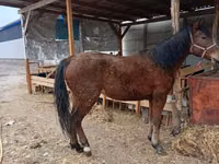 母马, Horses — 照片 2