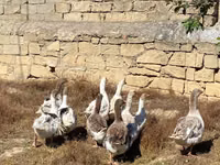 Geese — foto 2