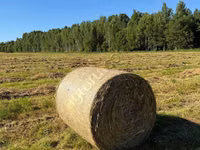 Сено в рулонах — сүрөт 1