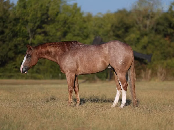 Koń, Quarter Horse