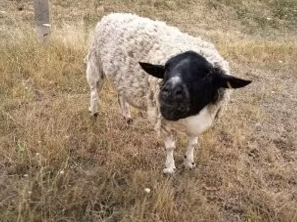 Carnero, Dorper sheep