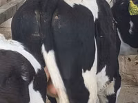 Buqa, Russian Black pied cattle — 2-rasm