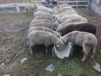 雄羊, Kazakh meat-wool sheep — 写真 1
