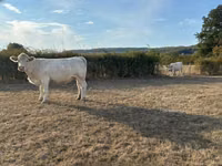 Vaca, Charolais cattle — foto 2