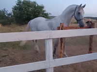 குதிரை, Orlov Trotter — புகைப்படம் 4