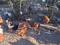 Chickens — फ़ोटो 8