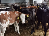 Býk, Simmental cattle — foto 3
