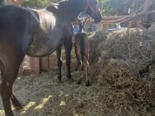 Jument, Chevaux