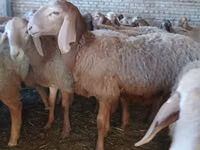 Carneiro, Arashan sheep — foto 5