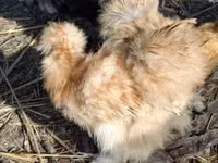 Silkie — photo 4