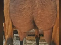 ஆண் வெள்ளாடு, Nubian Goat — புகைப்படம் 3