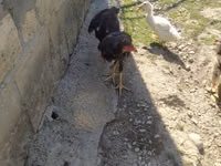 Chickens — zdjęcie 3