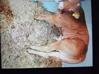 Toro, Ganado vacuno — foto 1
