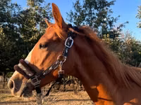 Айғыр, Quarter Horse — 1-сурет