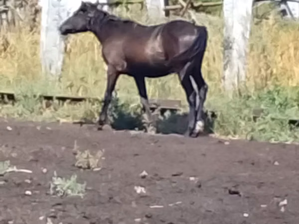Cheval, Chevaux