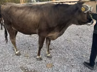 Krowa, Swiss cattle — zdjęcie 3