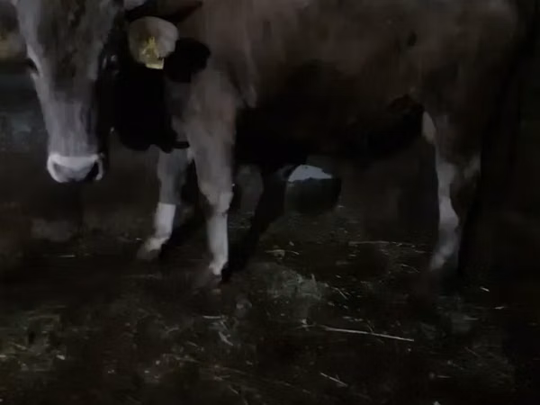 Toro, Ganado vacuno