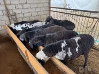 كبش, Blackheaded Persian sheep — الصورة 3