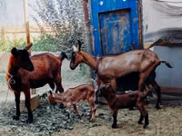 Cabras (lote, sexo no especificado), Alpine goat — foto 3