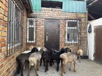 Schaf, Rhon sheep — Foto 7