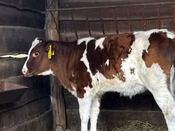 雌牛, Simmental cattle
