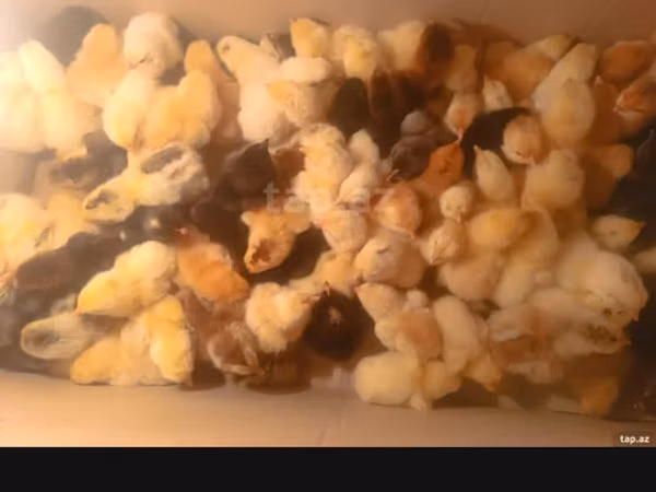 Chickens