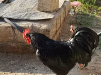 Australorp — zdjęcie 2
