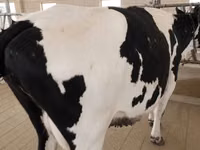 Vache, Race Holstein — photo 7