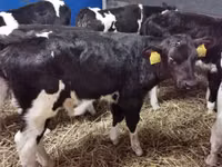 Byk, Russian Black pied cattle — zdjęcie 2