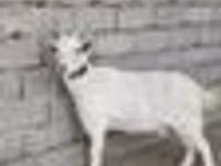 Koza, Kozy — zdjęcie 6