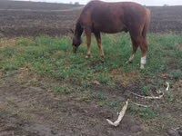 Cavalo, Cavalos — foto 3