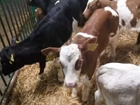 Skot (série, pohlaví neuvedeno), Simmental cattle — foto 7
