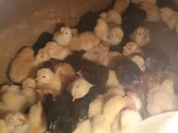 Chickens — الصورة 5