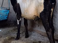 雄牛, Russian Black pied cattle — 写真 1