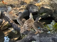 Ducks — Foto 2