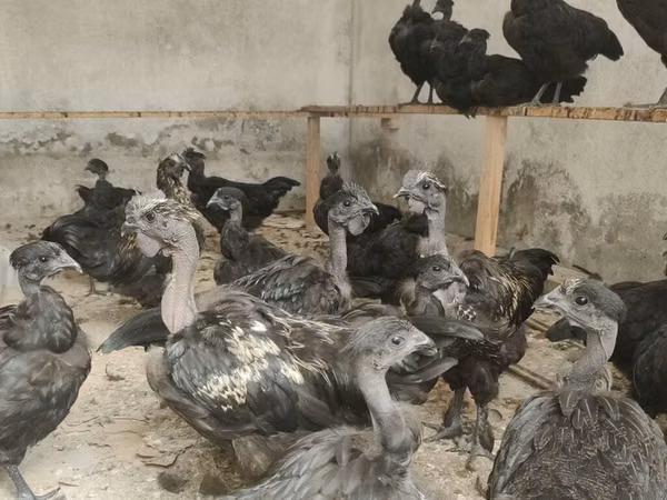 Chickens