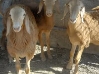 كبش, Arashan sheep — الصورة 2