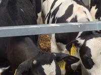 Buqa, Simmental cattle — 6-rasm