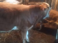 Bulle, Simmental cattle — Foto 2