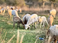 ஆண் ஆடு, Katum sheep — புகைப்படம் 2