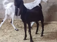 பெண் வெள்ளாடு, Kamori goats — புகைப்படம் 4