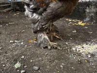 Brahma — Foto 4