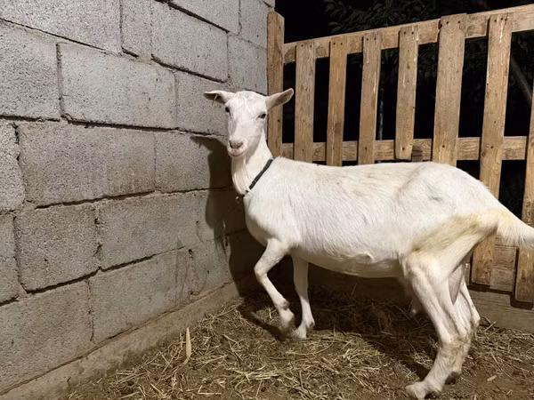Ешкі, Saanen goat
