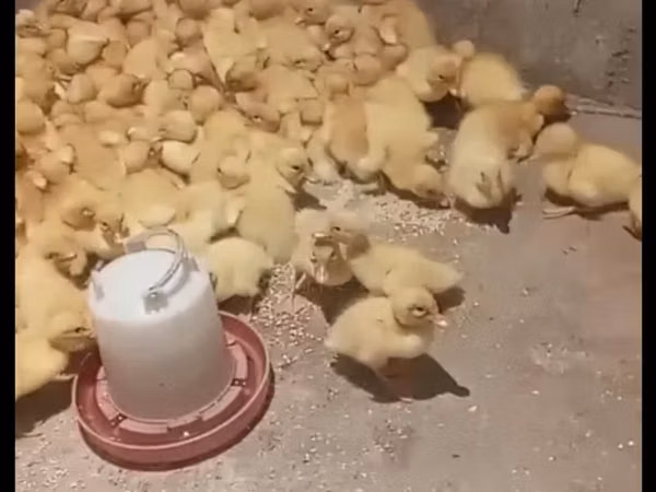 Alman Pekin