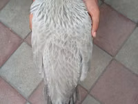 leghorn — foto 4
